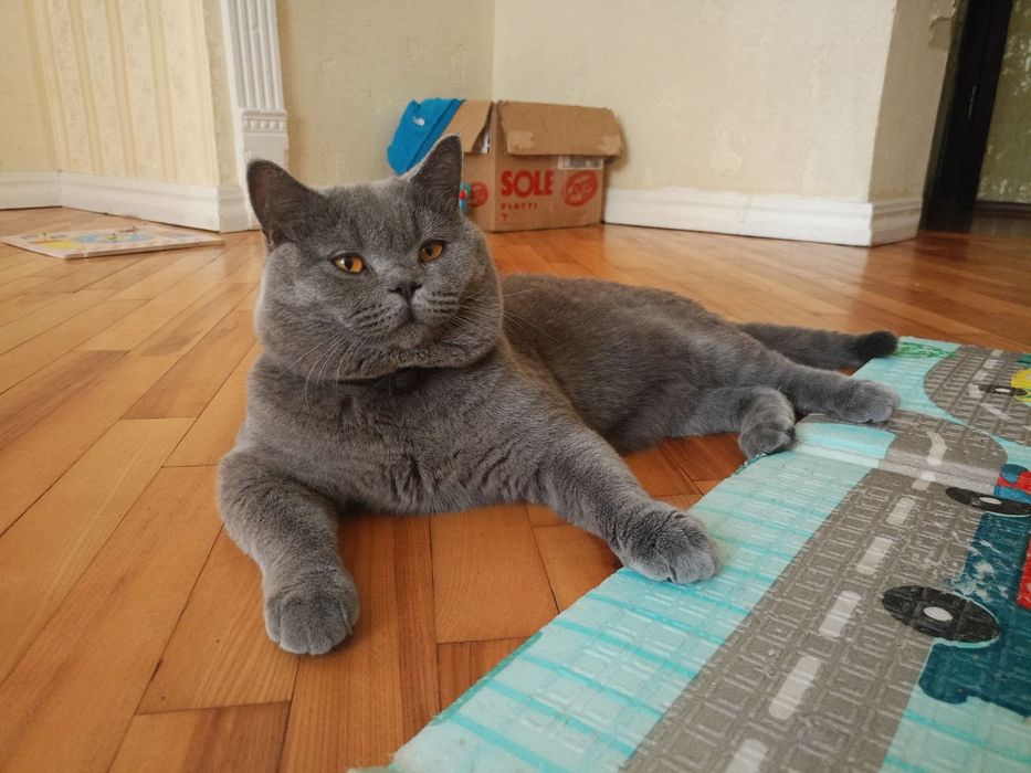 Британский котик