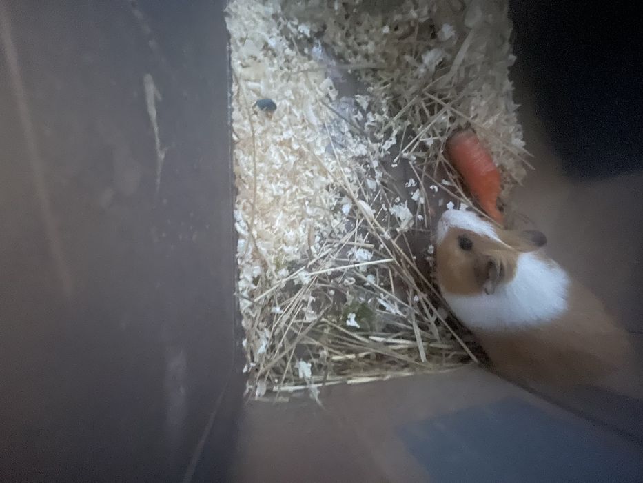 Świnka morska 2 mies