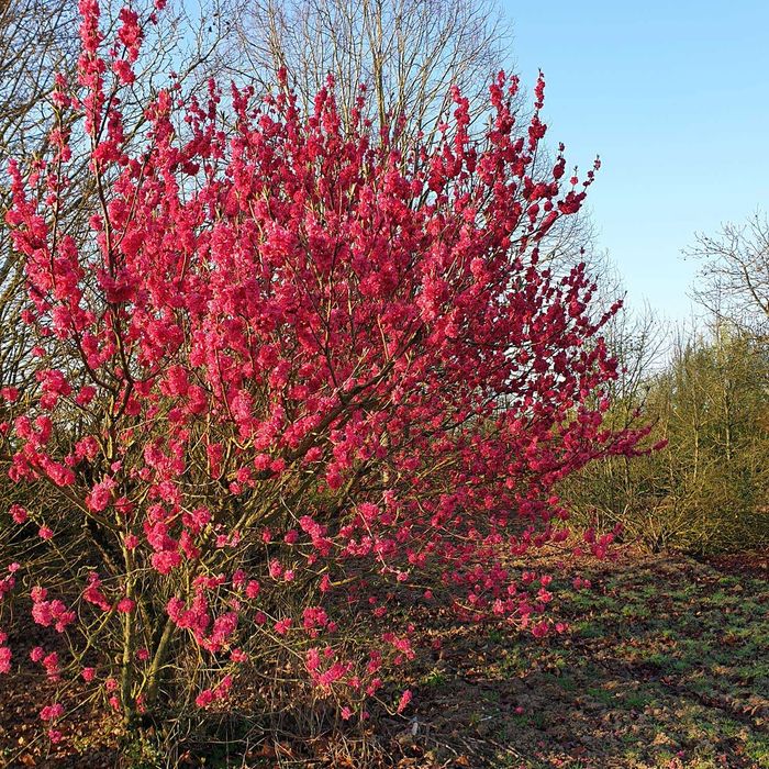 Brzoskwinia ozdobna "Taoflora", duże drzewka XXL, unikat!