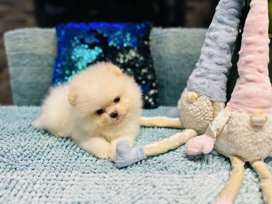 Кремовий хлопчик мішка померанський шпіц