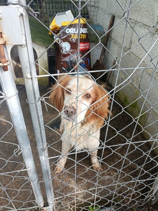 Cão de caça para venda