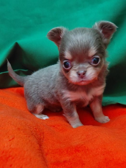 Дівчинка красуня лілово підпала.