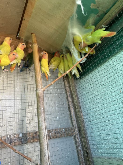 Agapornis roseicollis de várias cores