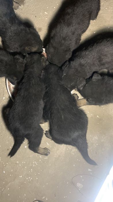 Продам вівчарки чистокровні