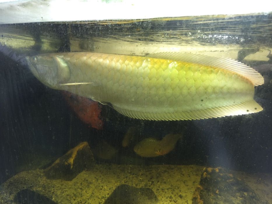 Peixes Monstrer/Grandes
