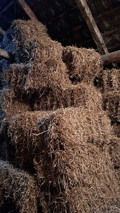 Słoma pszeniczna duże kostki