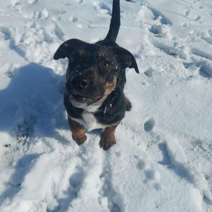 Szczeniak szuka domu