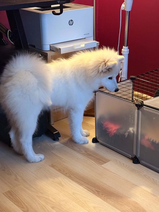 Szczenię Samoyed