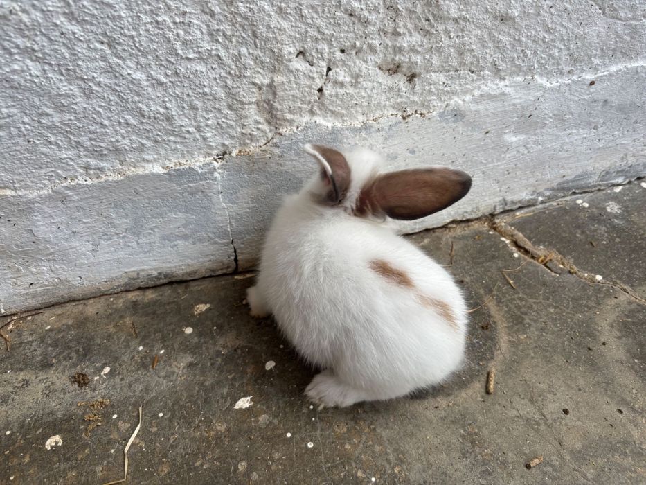 Coelhos anões bebés