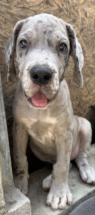 Dogue Alemao Merle Femea