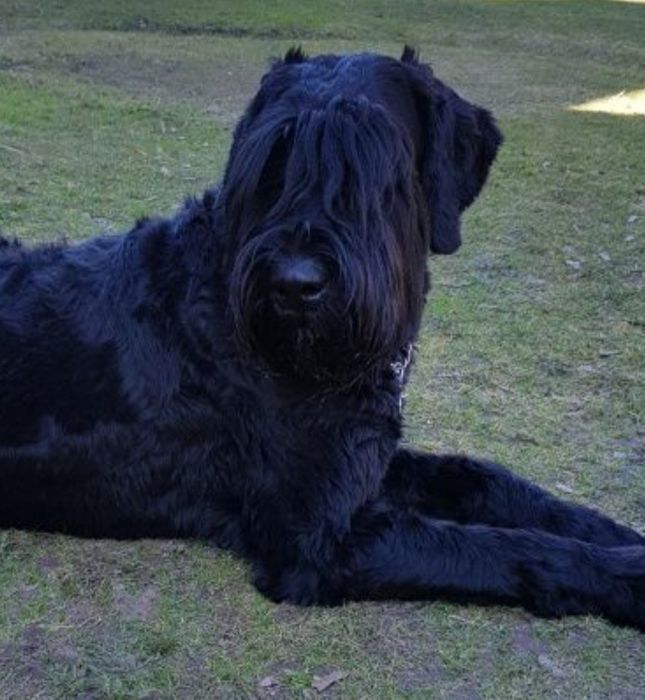 Sznaucer olbrzym pies