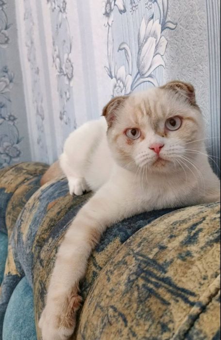 Вісловухі кошенята