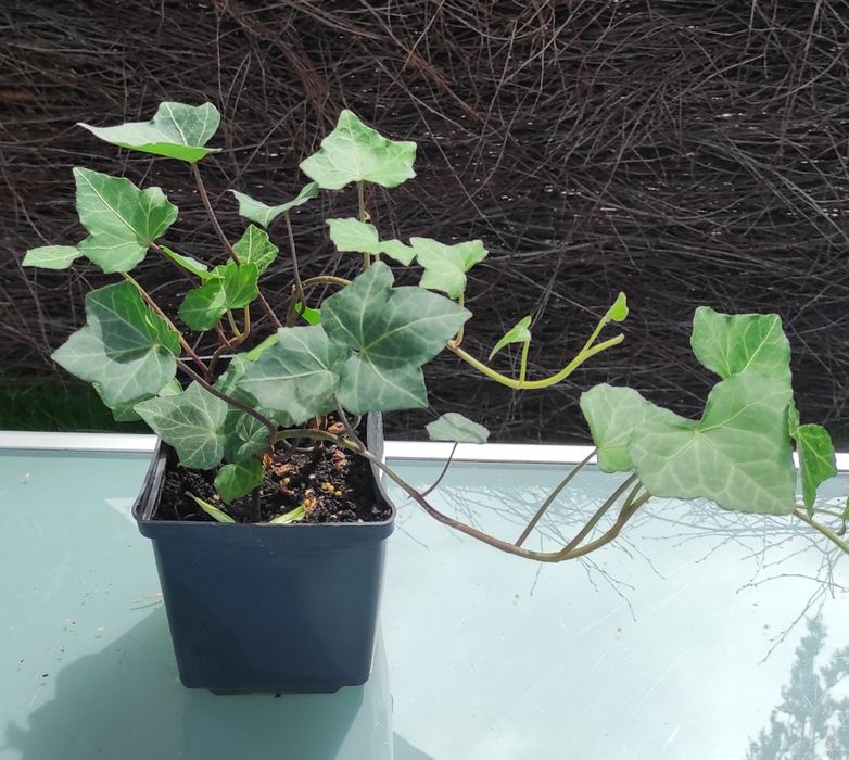 Zimozielone Bluszcze Hedera duży wybór producent