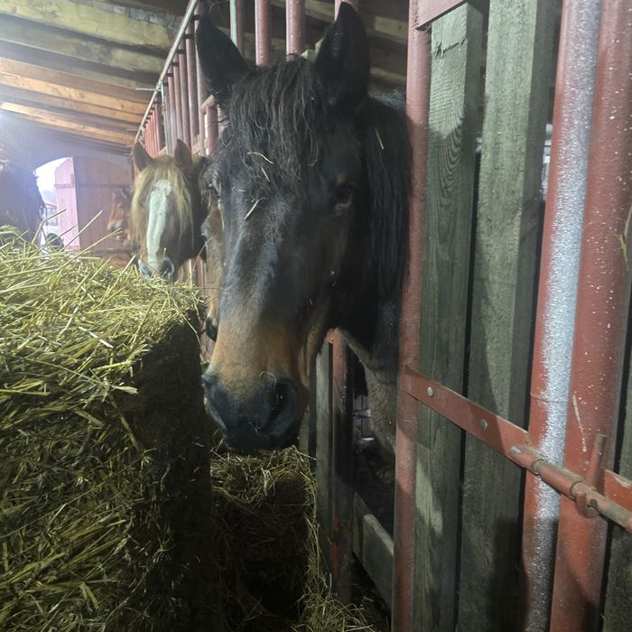 Klacz źrebak pkz koń polski koń zimnokrwisty