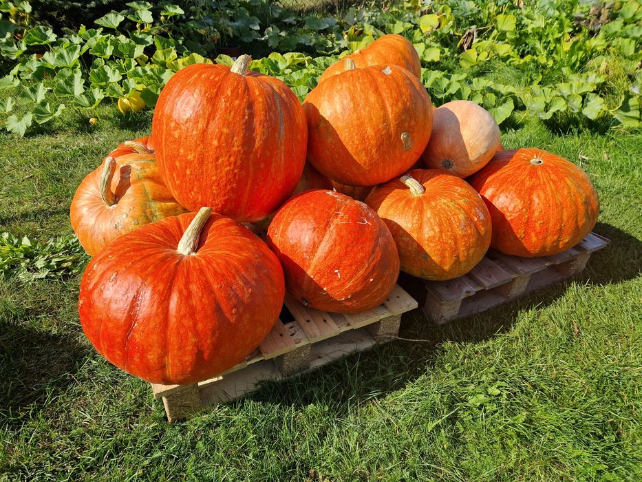 Dynia Jadalną pyszna