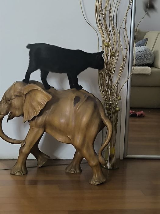 Bubu - czarny kotek do adopcji