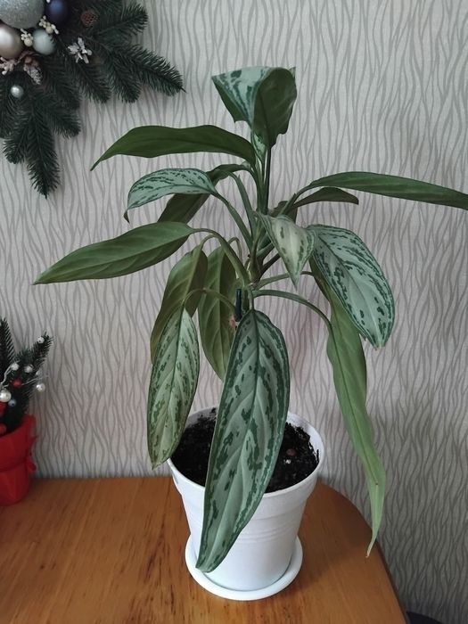 Аглаонема комнатный цветок
