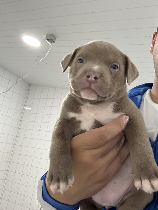 American Bully Pocket