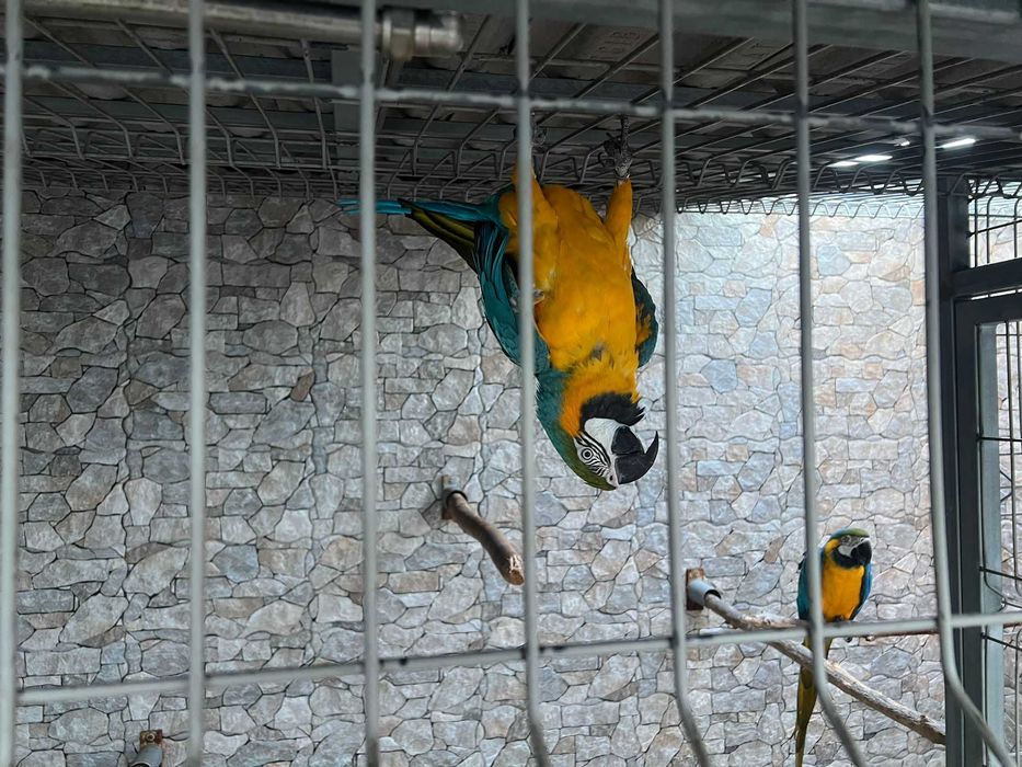 Vendo casal adulto de Araras Arauranas