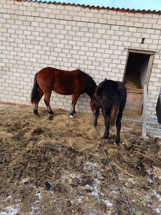 Вороной жеребчик