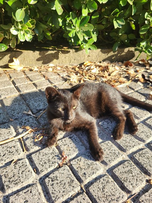 Gatinho para adoção