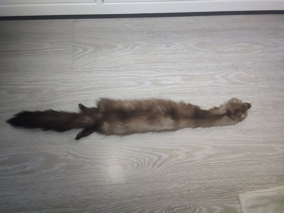Skóra futro naturalne z kuny