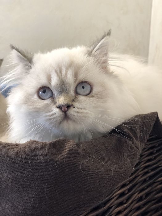 Шотландик хайленд  страйт