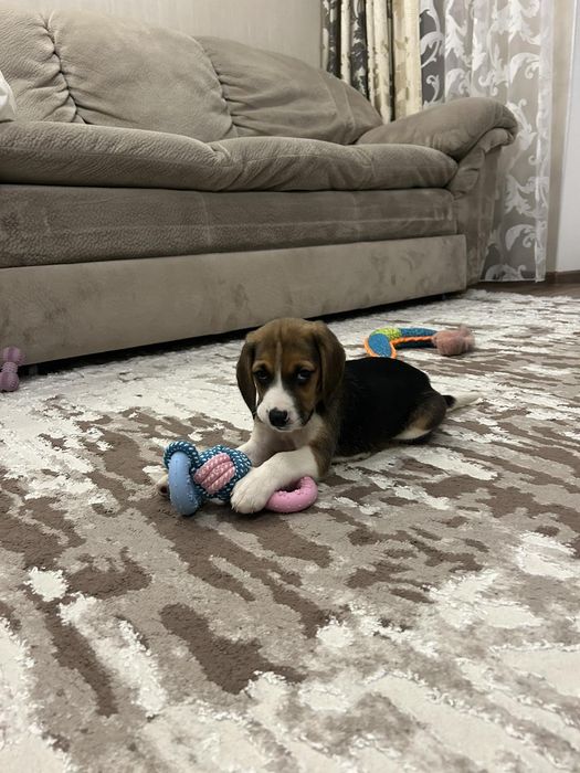 Щенки бигль разный окрас