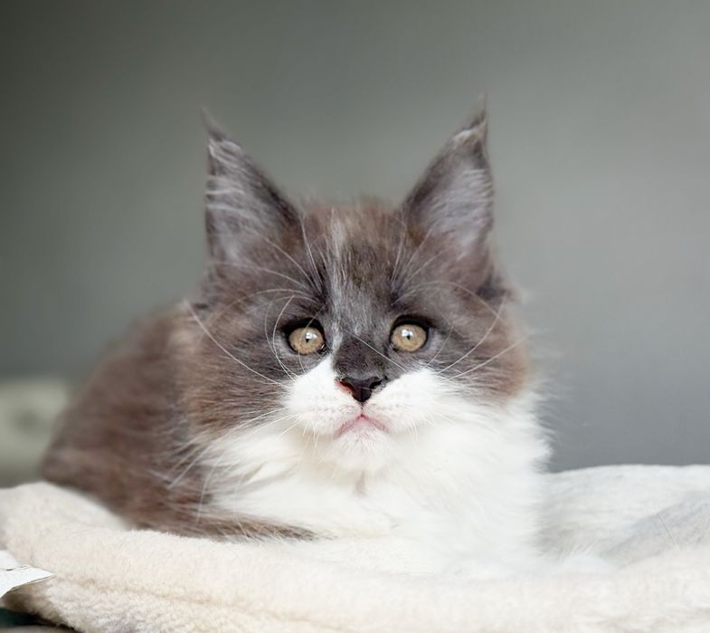 Ace King kocurek  Maine Coon