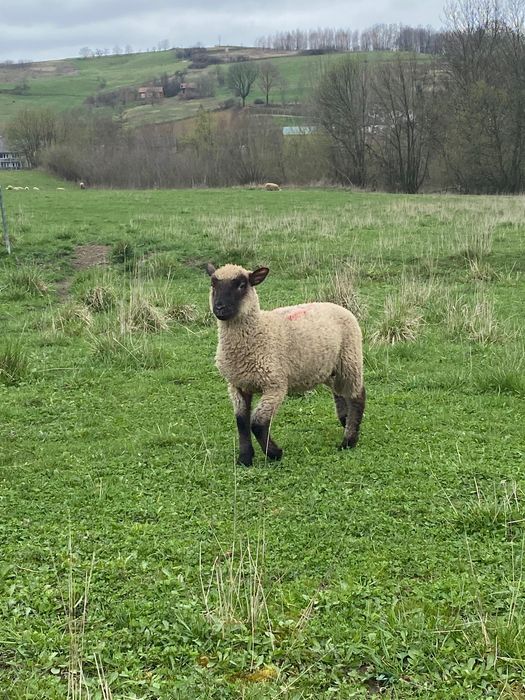 Owce jagnięta czarnogłówka