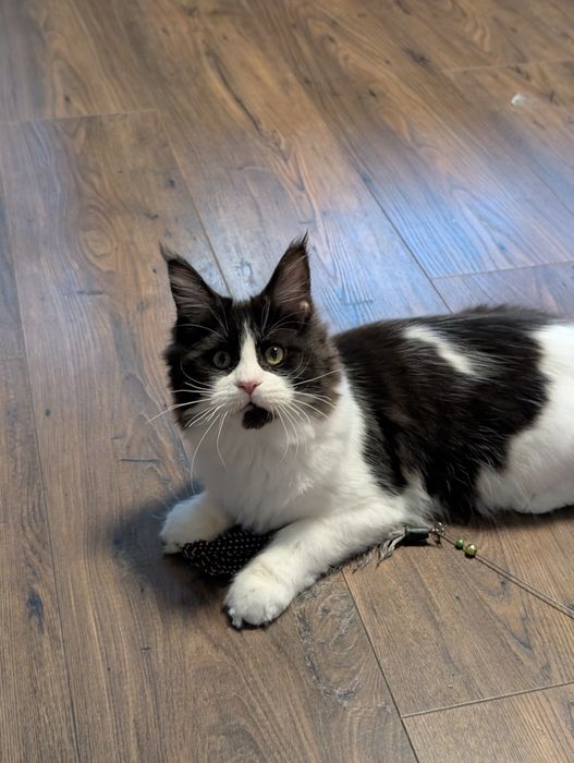 Kotka czarno biała Maine Coon. Zapraszamy