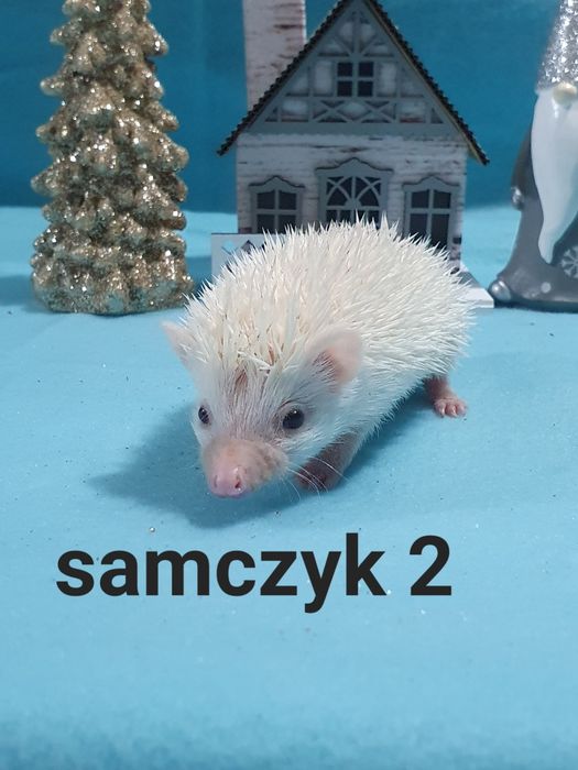 Jeż pigmejski Jeż afrykański