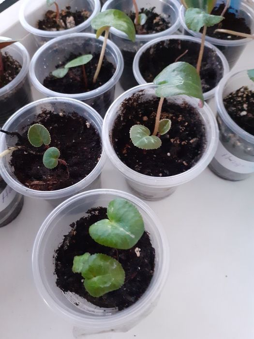 Цикламен кімнатний