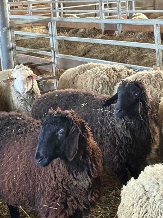 Продаж молодих баранчиків 2025 року