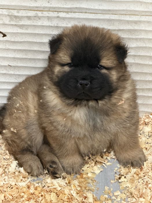 Chow chow Puro Macho