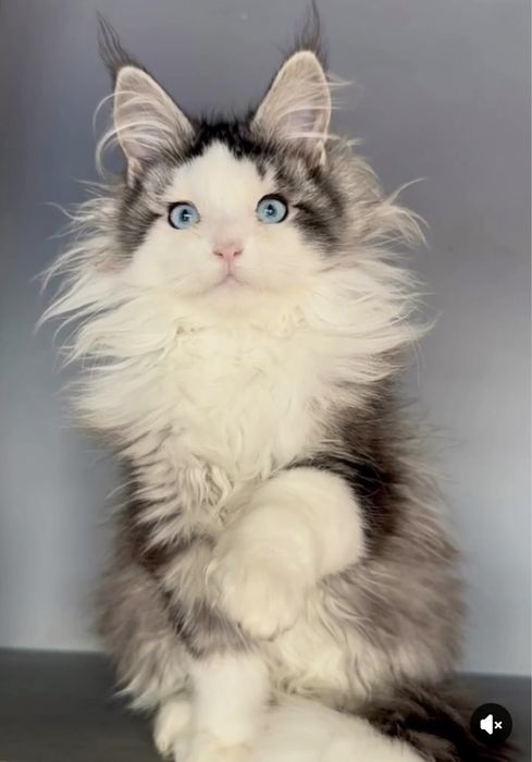 Самые красивые Мейн Куны с голубыми глазами. Девочка. Полидакт!