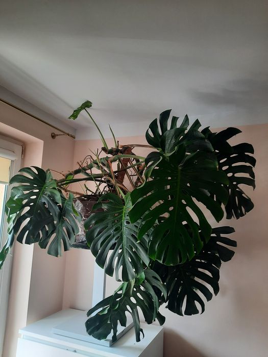 Monstera big form olbrzym