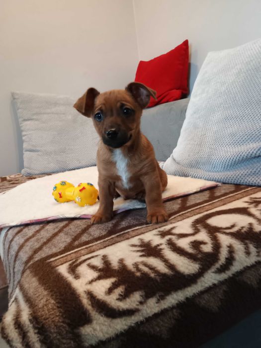 Oddam małego pieska