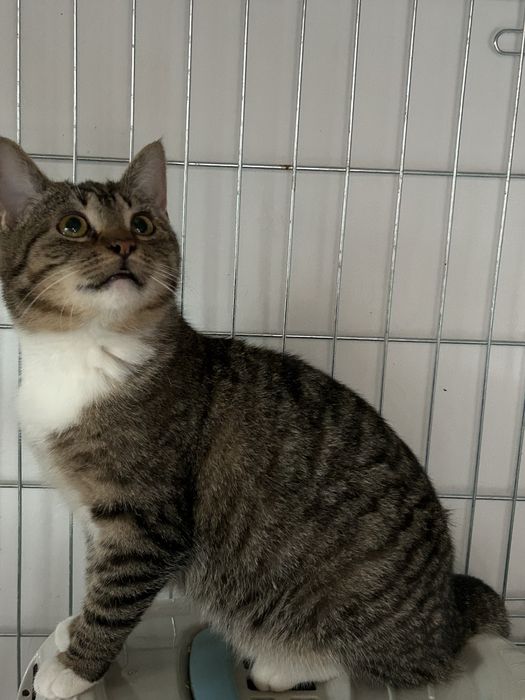 Uratowana kotka potrzebuje domu