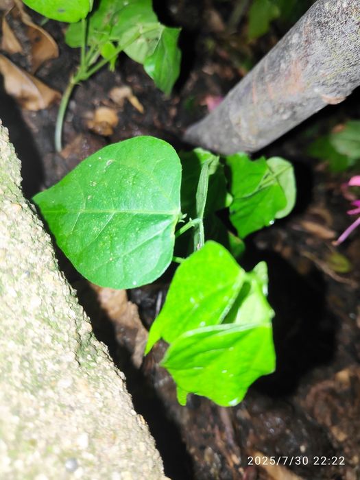 Planta já germinada de Vigna Caracala