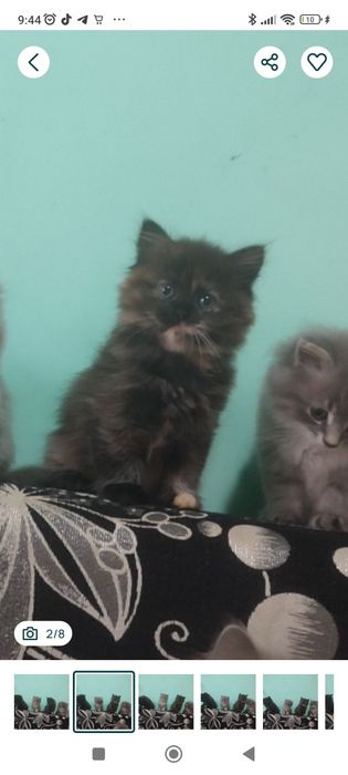 Віддам котиків малих