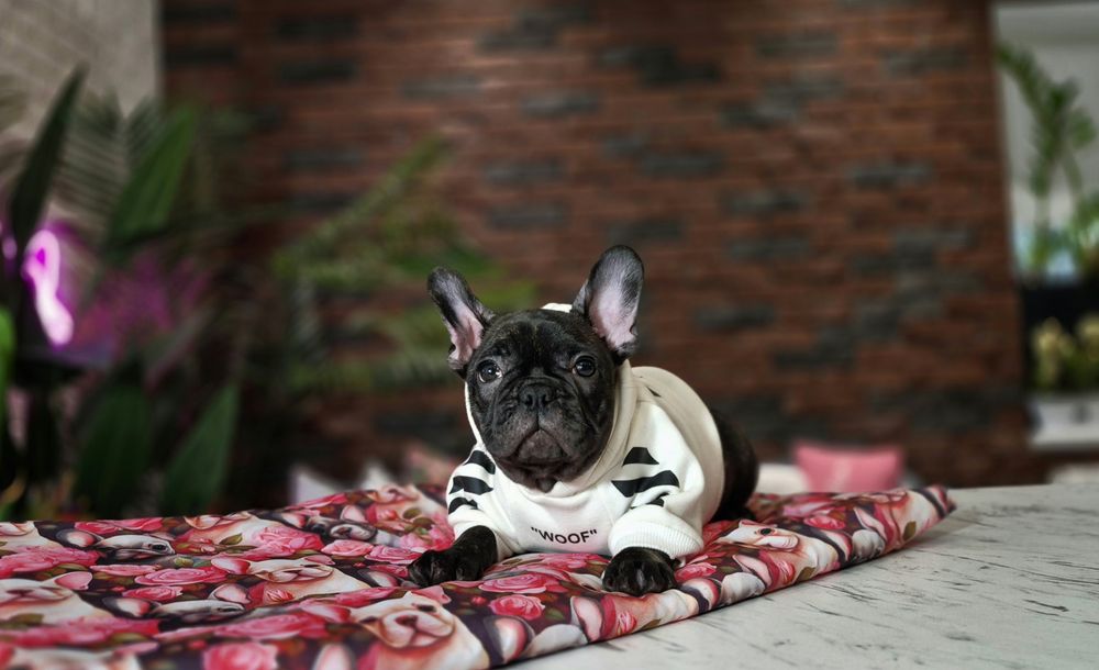 dziewczynka buldog francuski gotowa do odbioru