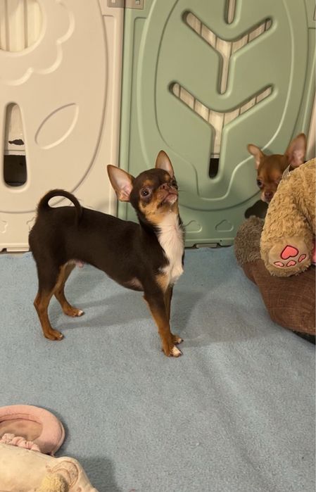 Шоколадно-підпалий хлопчик