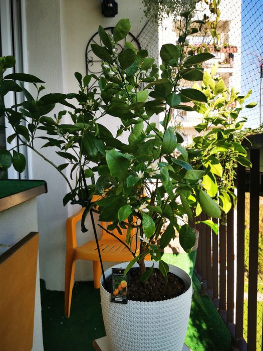 Citrus Calamondin, pomarańcza