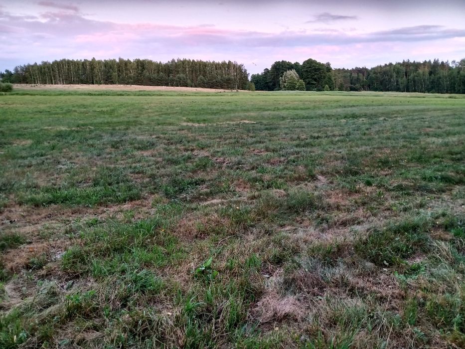 Dzień dobry sprzedam łąki