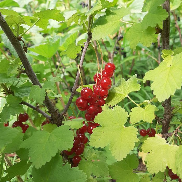 Чорна смородина "Київський велетень "3- 4 річна,червона, агрус ,йошта.