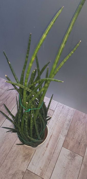 Kwiat Sansewieria walcowata cylindryczna