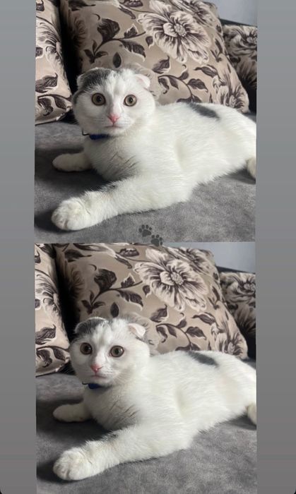 Віддам шотландську висловуху