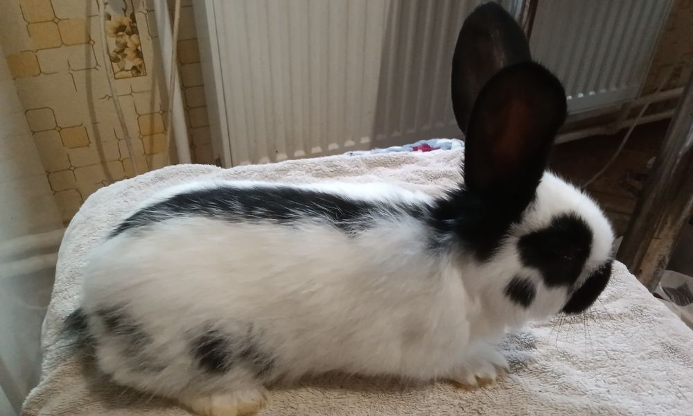 Кролі породи Строкач ,вік 1,5 місяці ,є хлопчики і дівчатка.