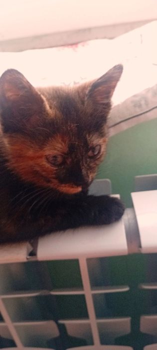 Отдадим  котенка